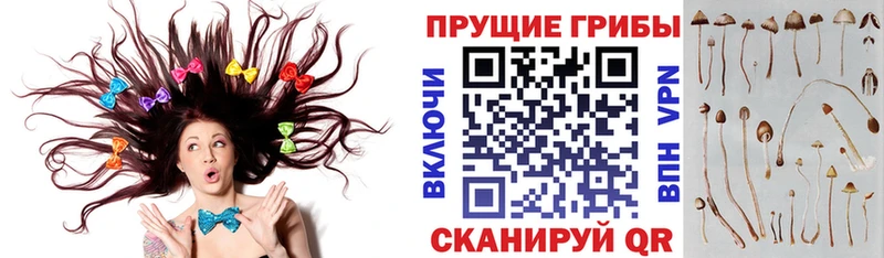 даркнет как зайти  Новый Уренгой  Галлюциногенные грибы прущие грибы 